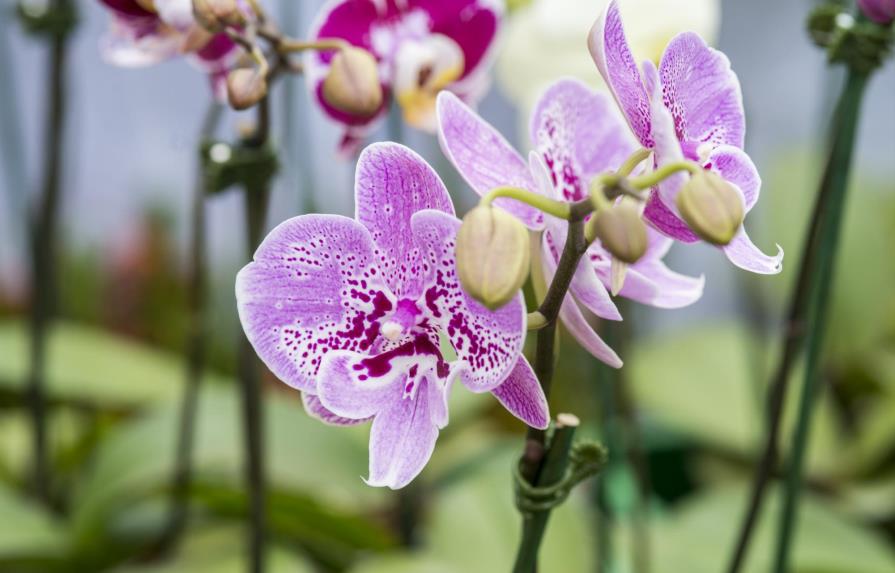 Festival de las orquídeas, una fiesta de belleza y color en el Jardín Botánico 