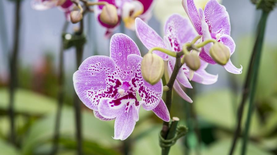 Festival de las orquídeas, una fiesta de belleza y color en el Jardín Botánico 