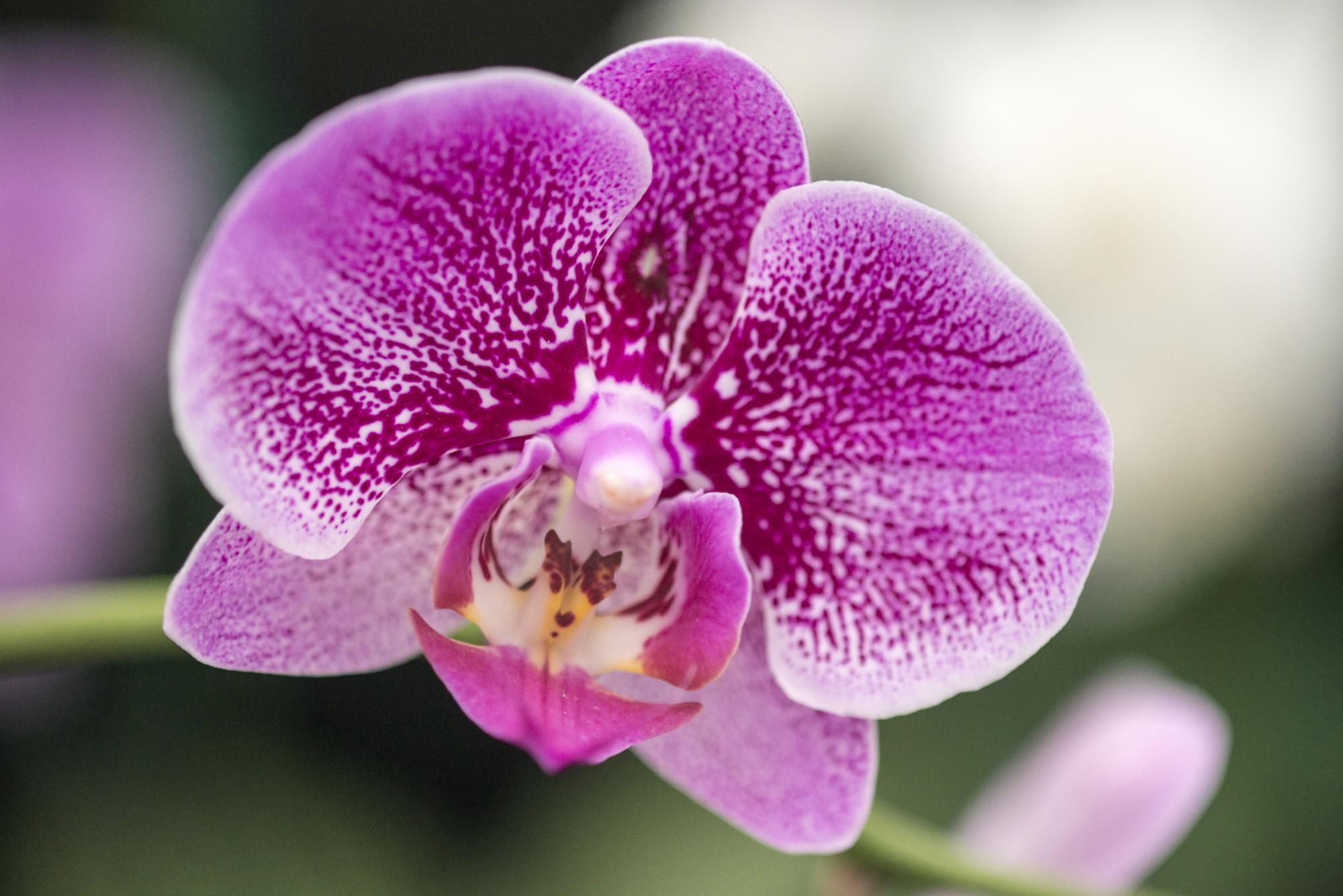 Una de las orquídeas ganadoras 