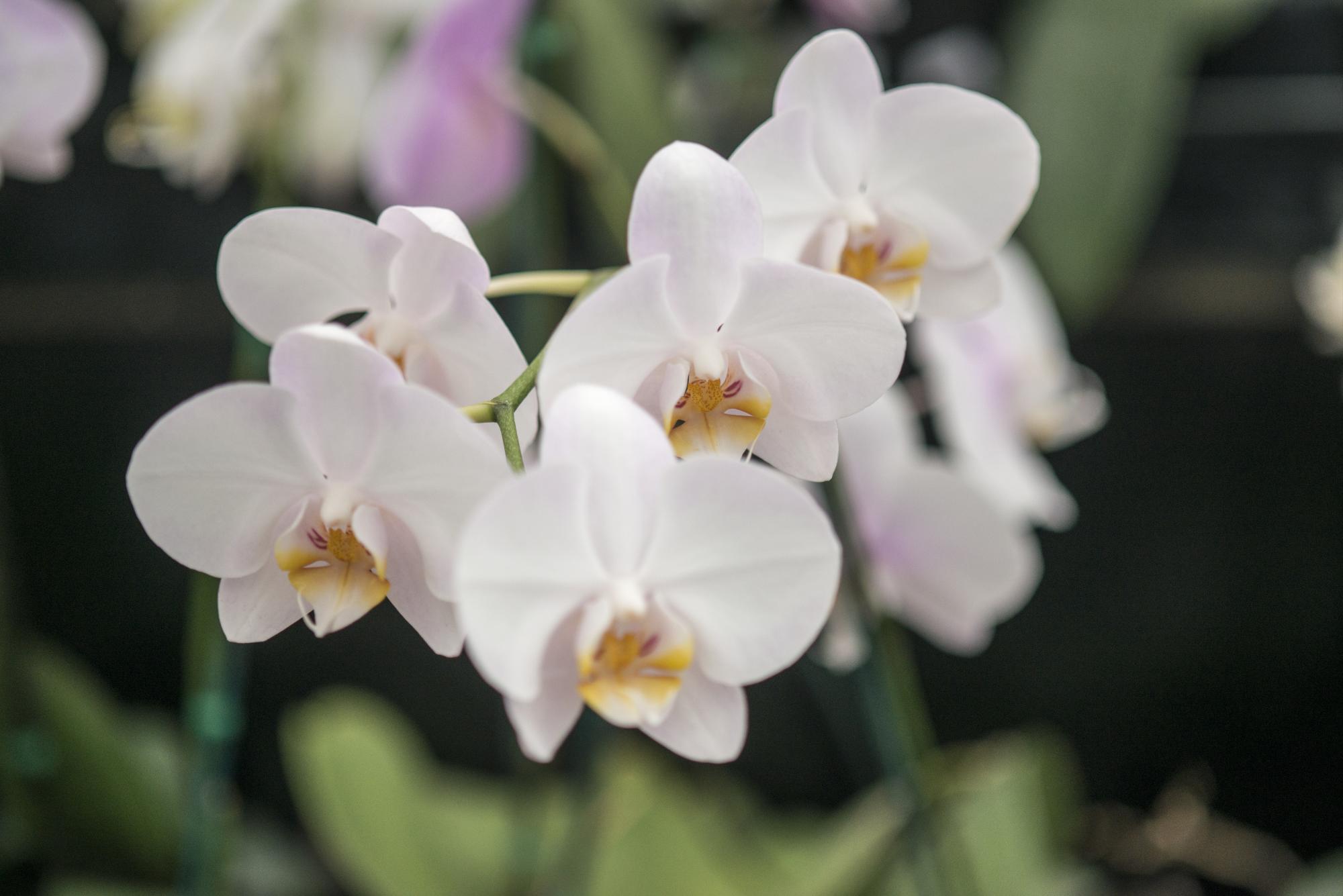 Las hermosas flores Orquídeas