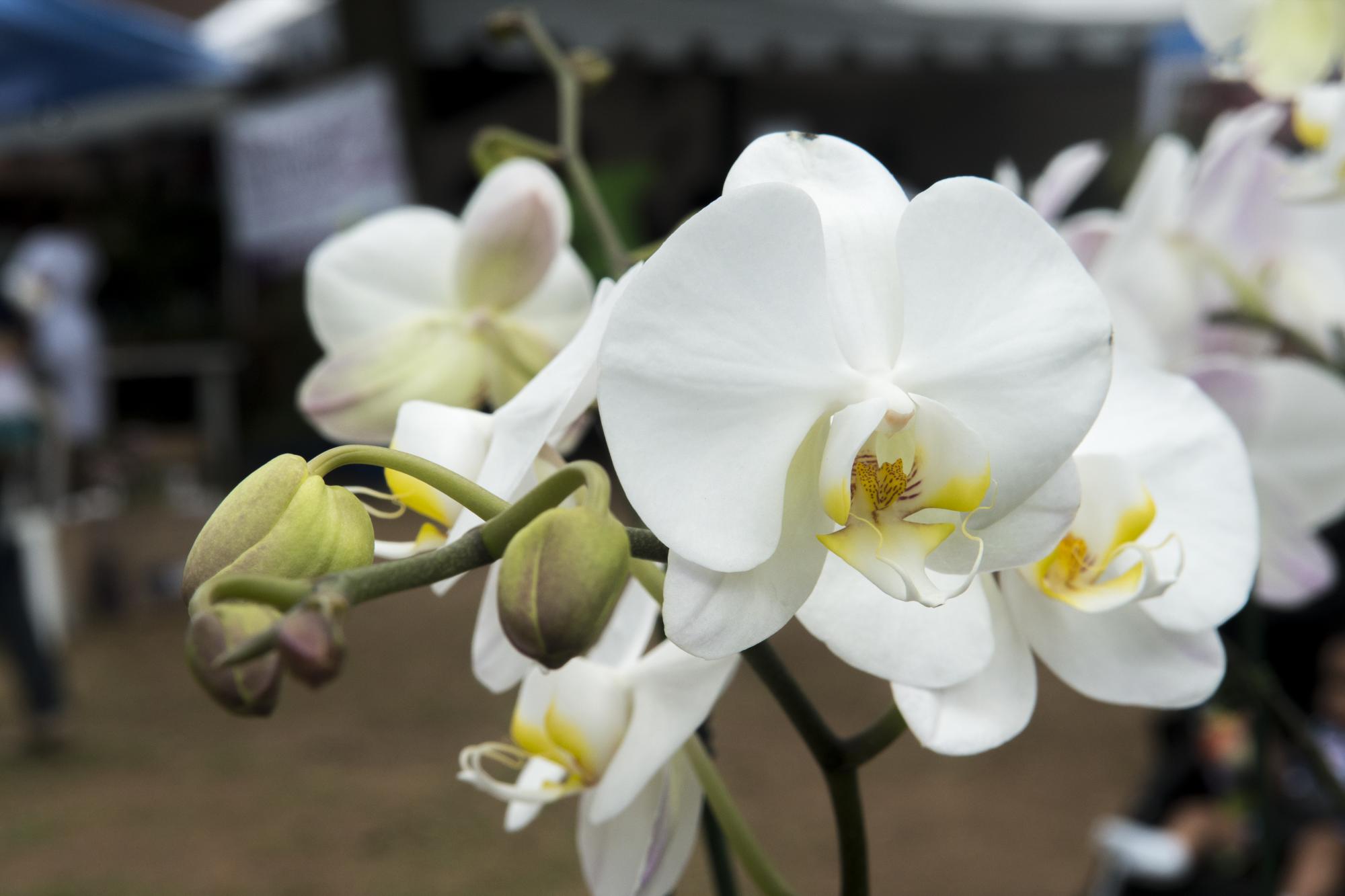Orquídea en la celebración de la XLIV Exposición Anual y su XXXIV Concurso de Orquídeas “Fiesta de las Orquídeas”, a realizarse en el Domus Principal del jardín Santo Domingo .