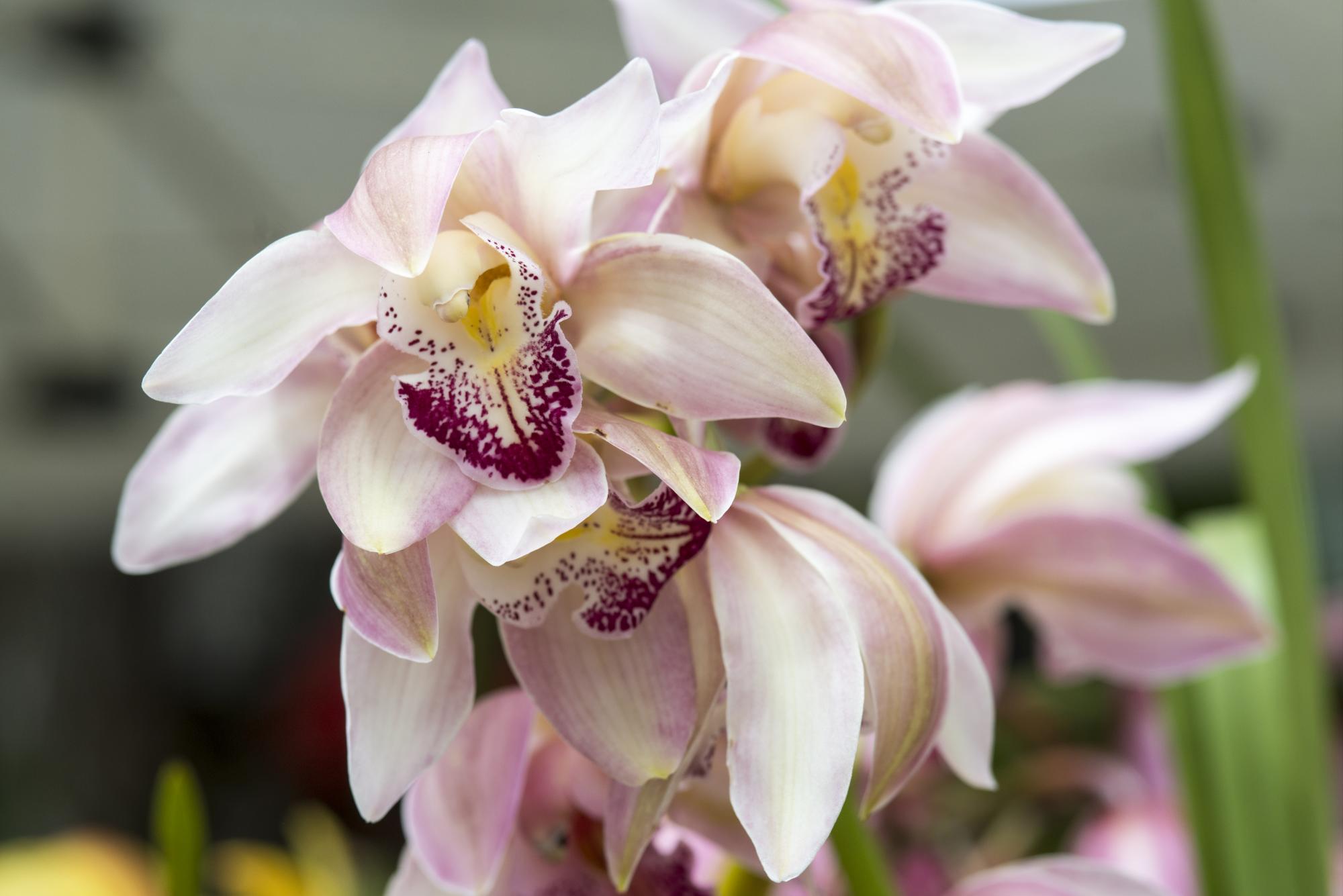 Una de las ganadoras en el Concurso “Fiesta de las Orquídeas”, a