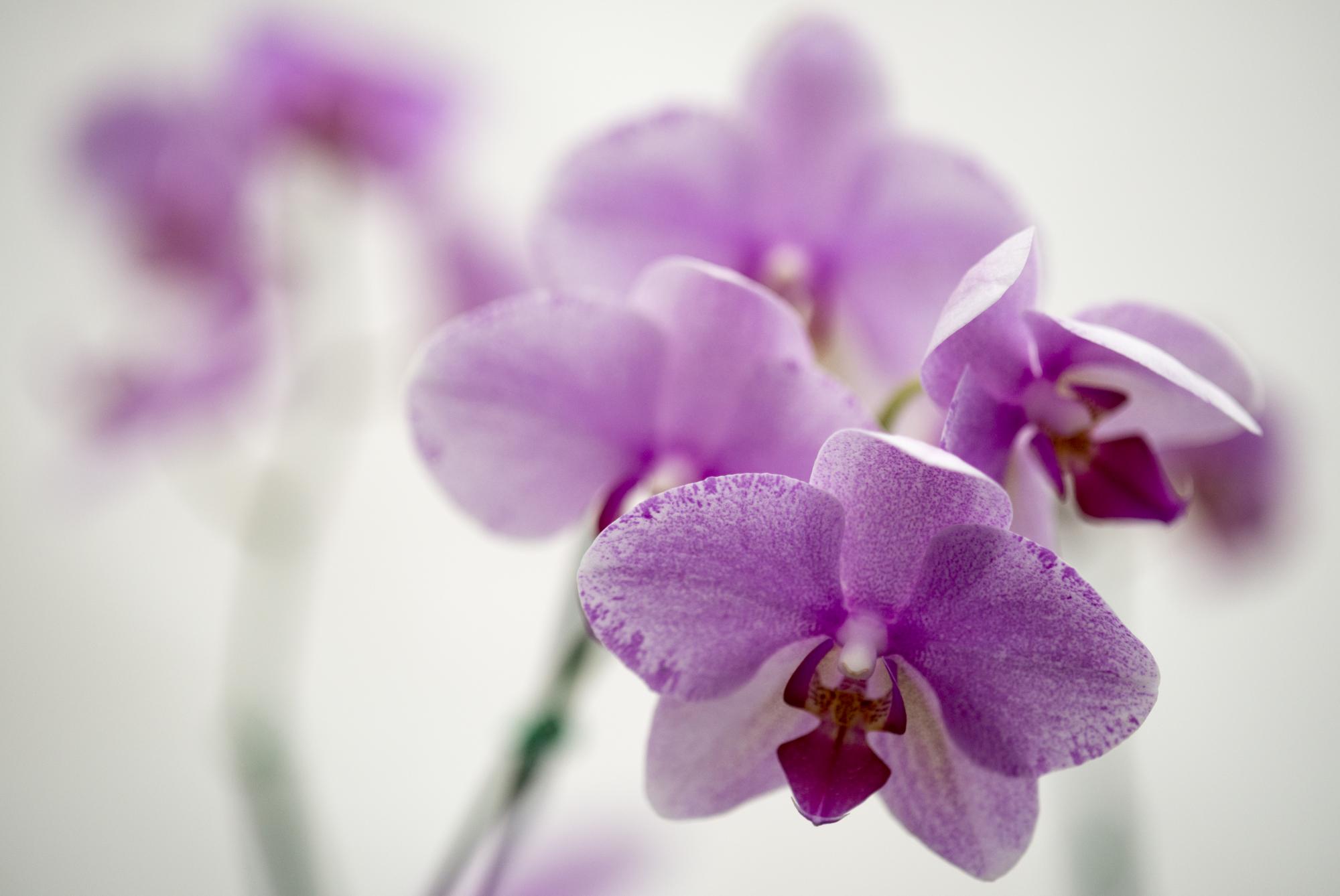 Orquídea en la Celebración de la XLIV Exposición Anual 
