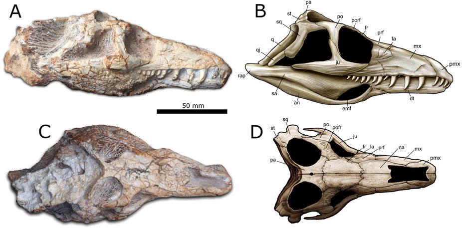 Un fósil de una nueva especie de reptil, descubierto en Brasil