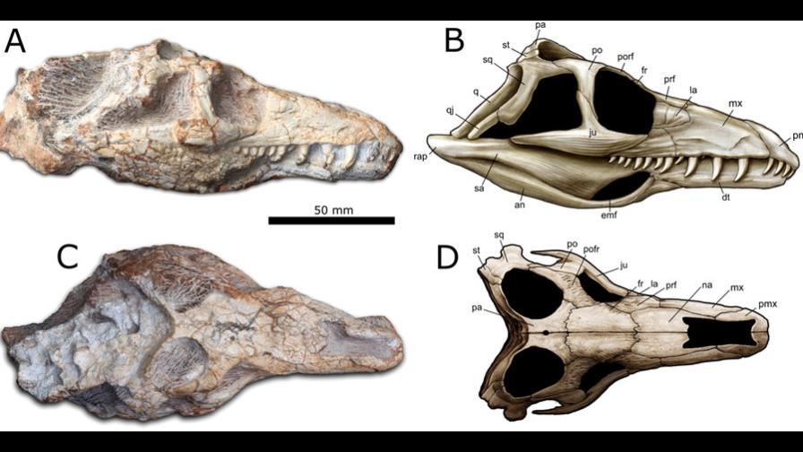 Un fósil de una nueva especie de reptil, descubierto en Brasil