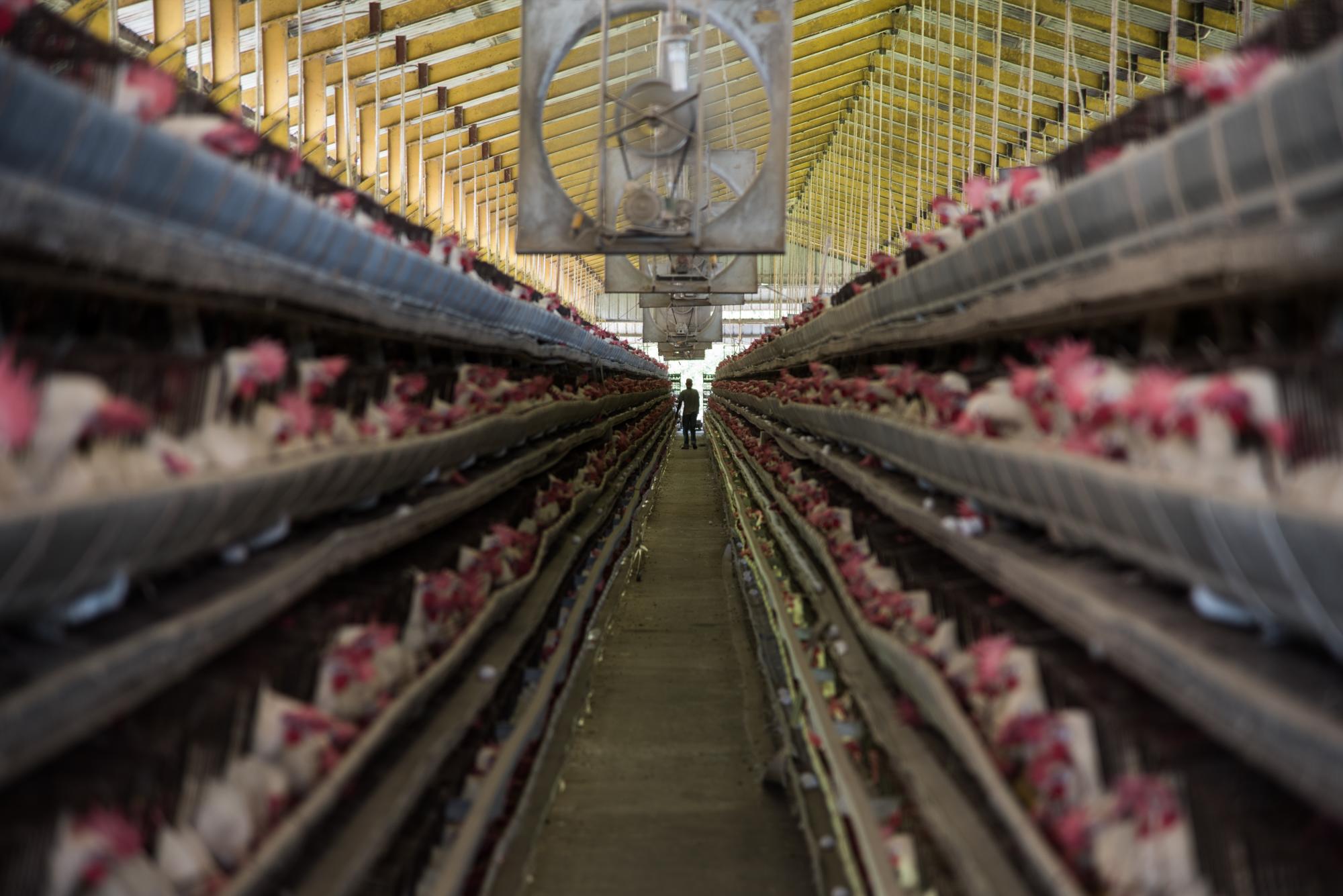 Vista de una nave con los pollos en jaulas.