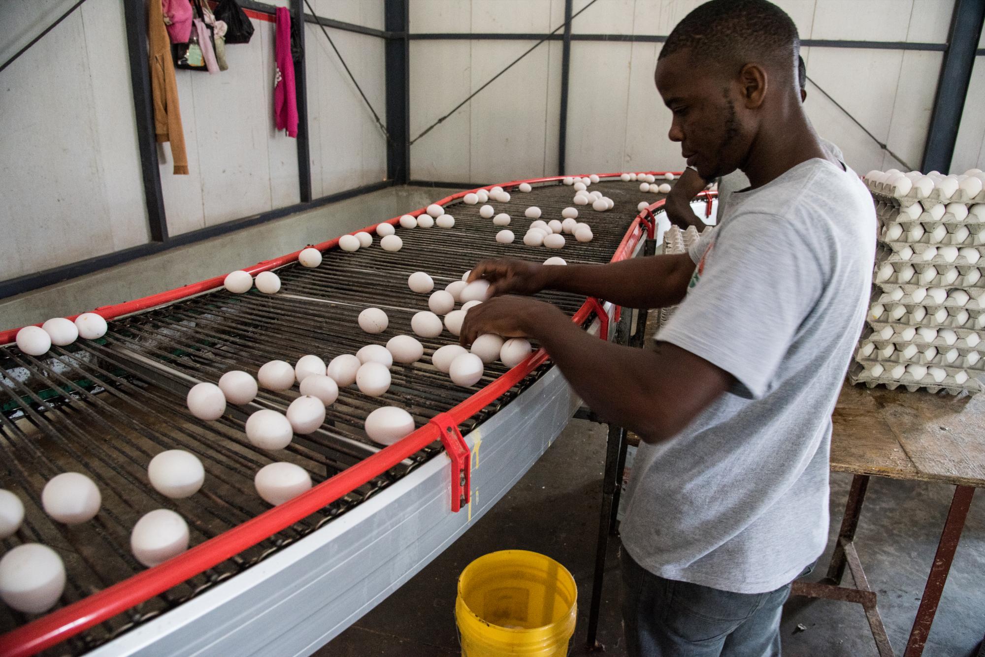 Un empleado durante la clasificación de los huevos.