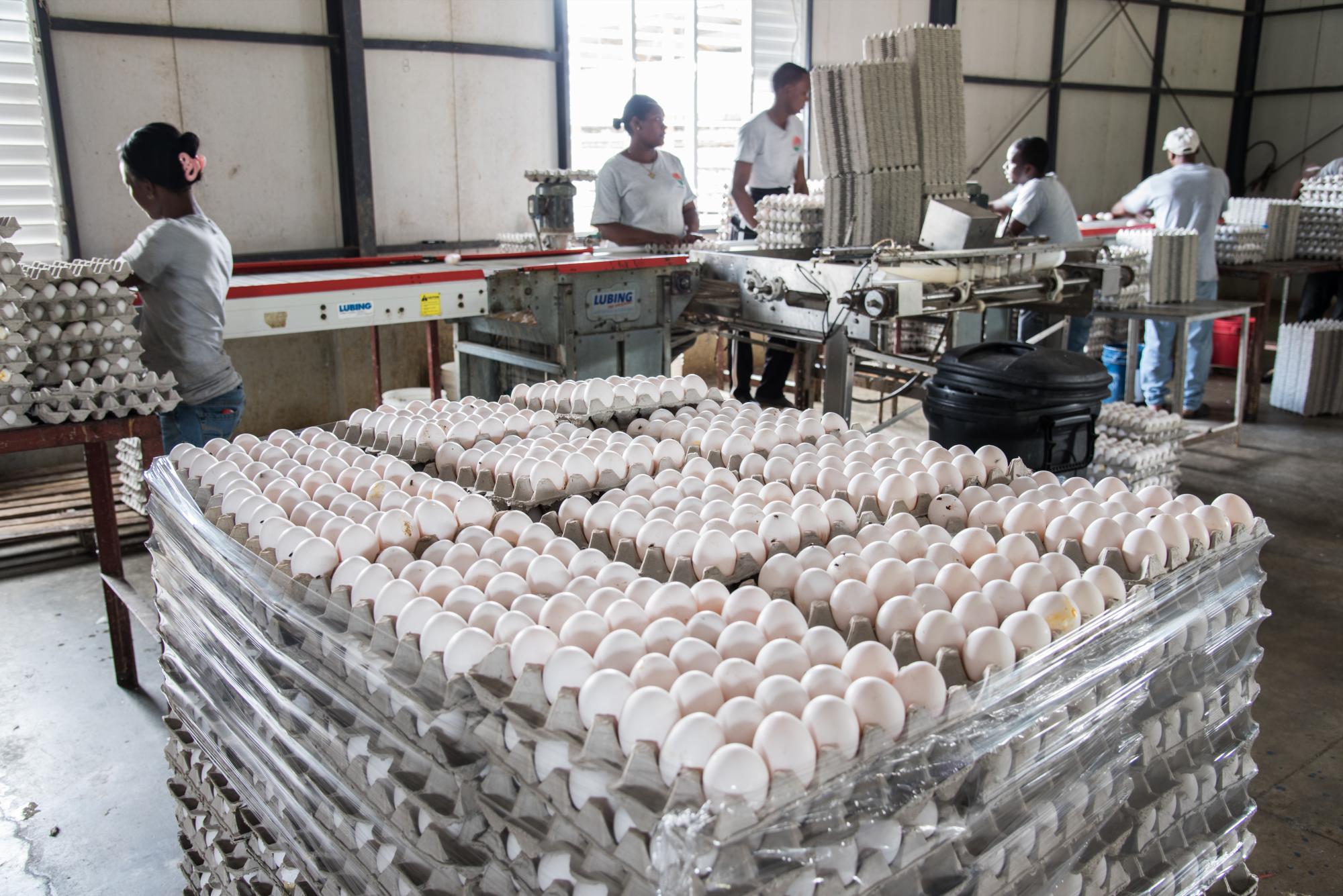 Huevos clasificados y empacados.