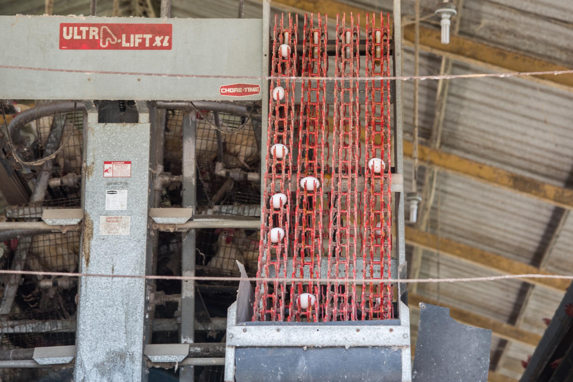 Los huevos recolectados por una red antes de llegar al almacén donde se clasifican.