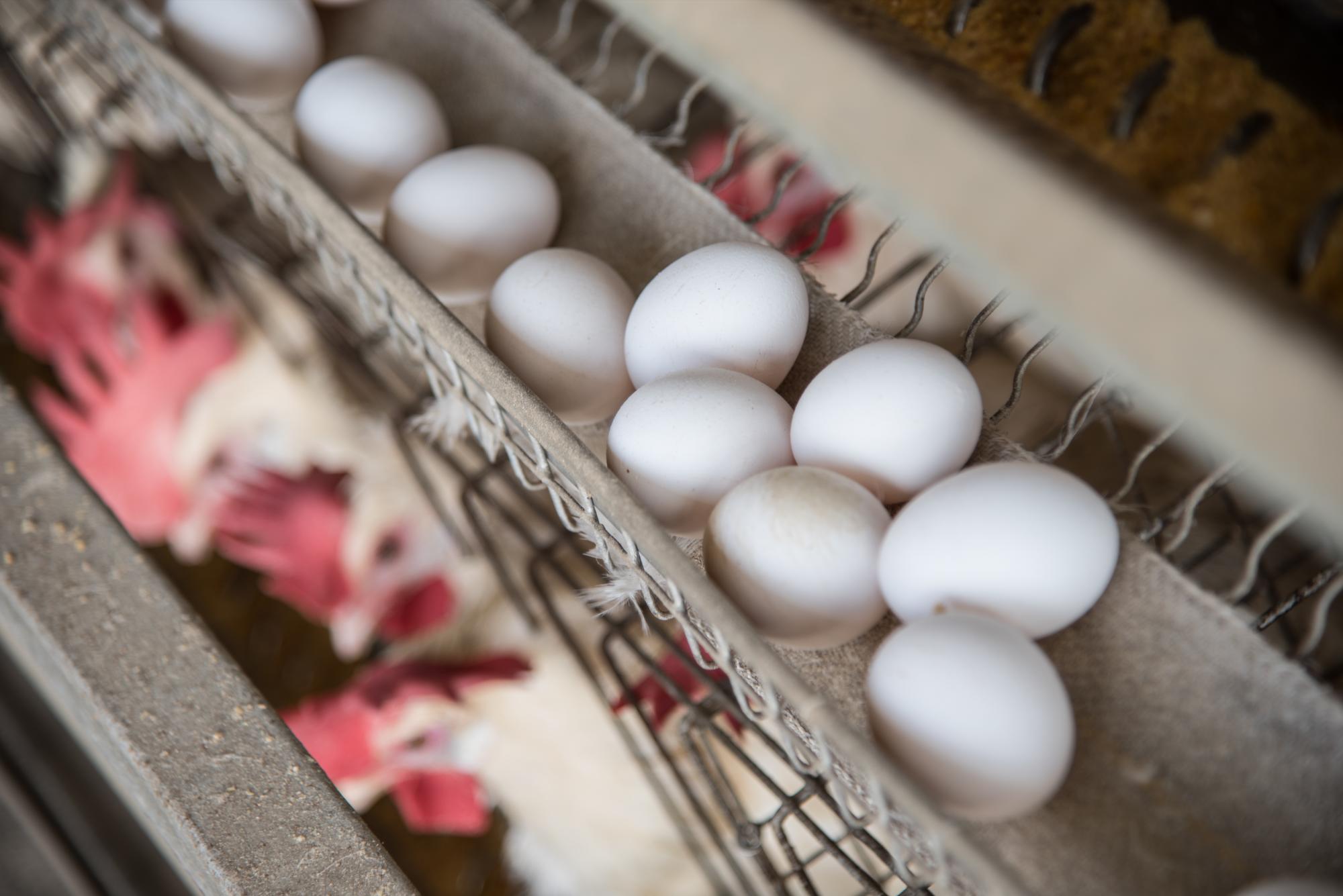 Pollos recién puestos.