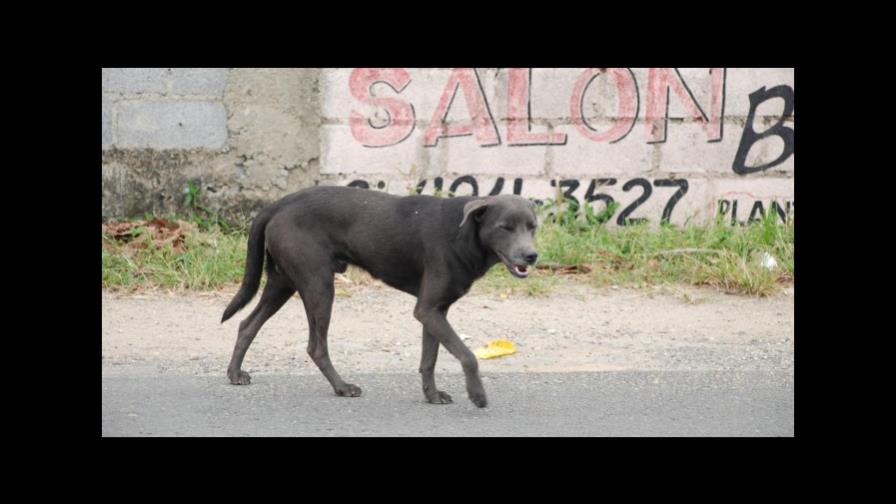 Residentes de Jardines del Sur se oponen a la construcción de albergue para animales 