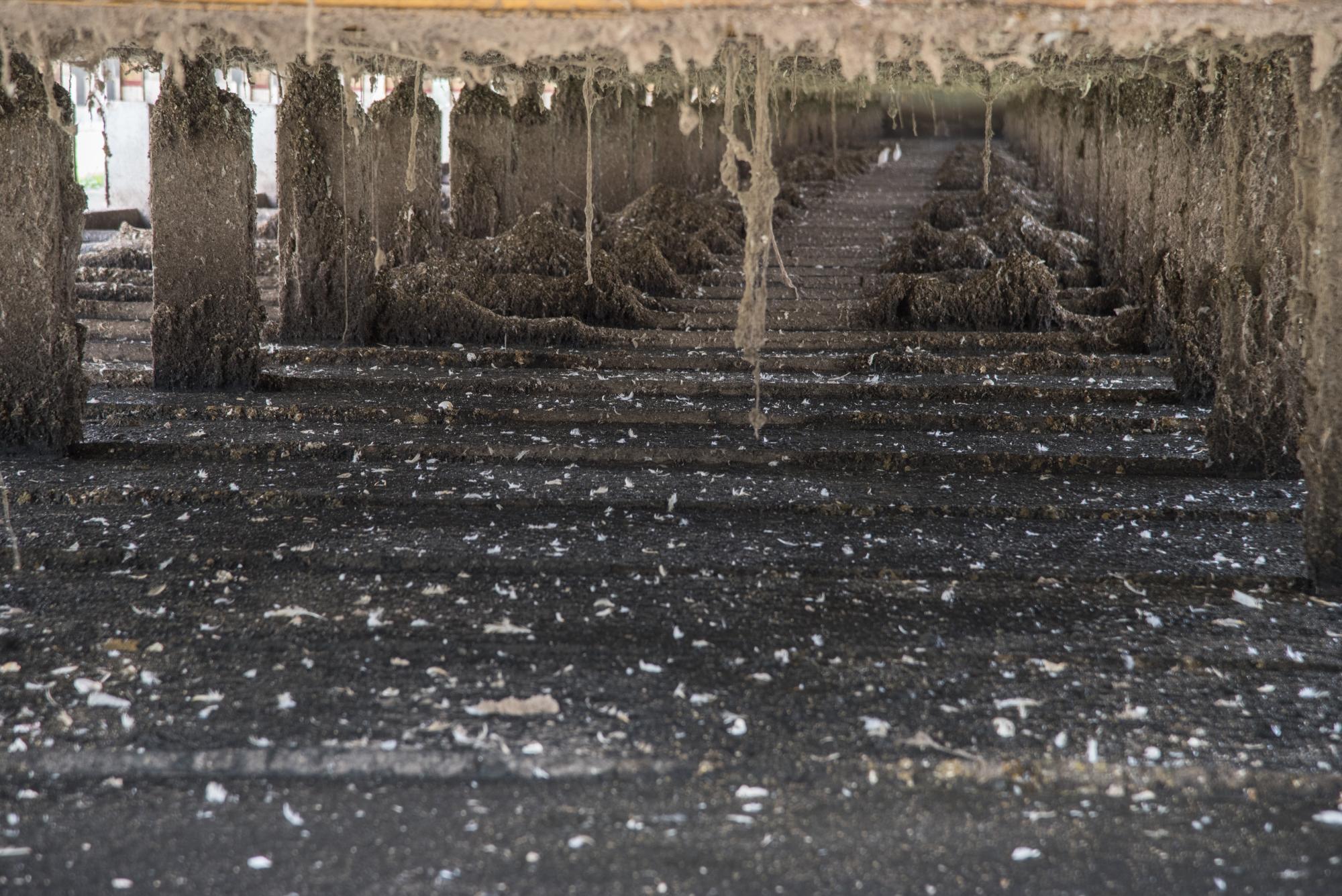 Excremento y huevos rotos de las gallinas ponedoras que se utiliza para generar la energía de la granja.