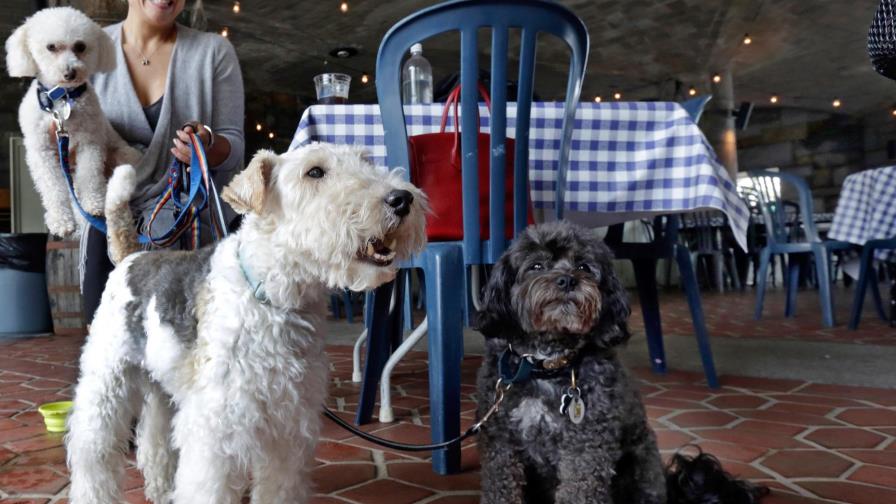 Perros podrán asistir a restaurantes de Nueva York 