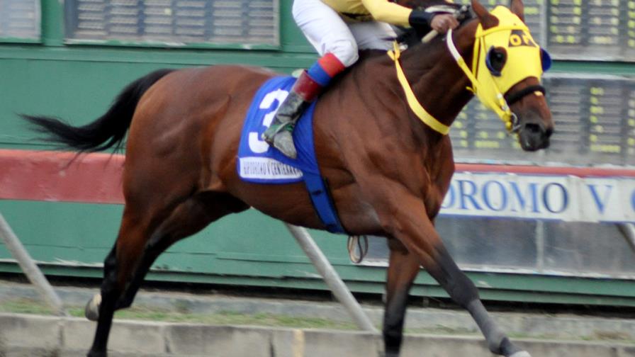 El ejemplar Southern Folly se impone el V Centenario