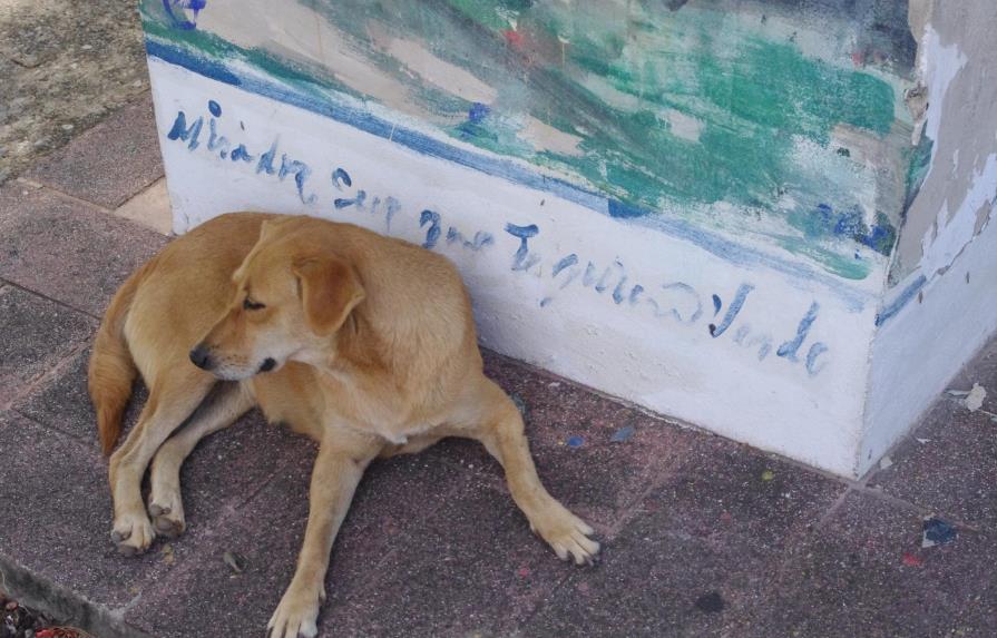 Residentes de la Cayetano Germosén denuncian que el ADN construye albergue de animales sin permisos