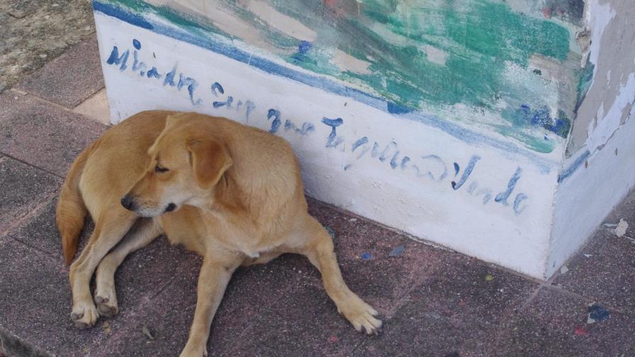 Residentes de la Cayetano Germosén denuncian que el ADN construye albergue de animales sin permisos