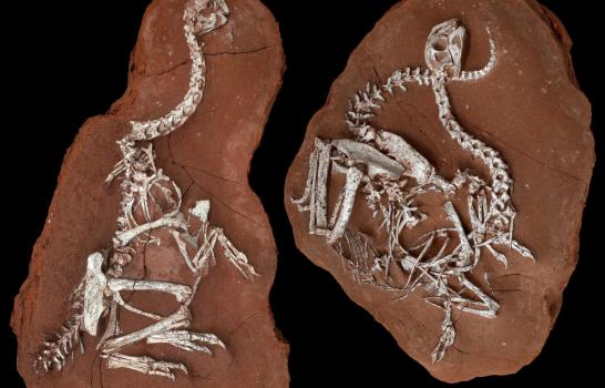 Los dinosaurios nunca se extinguieron, viven entre nosotros