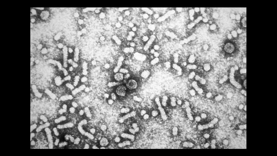 Descubren que el virus de la Hepatitis B contraataca el sistema de defensa