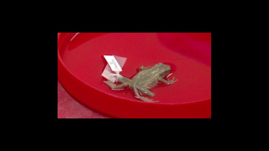 La rana bautizada como la guerrilla FARC en Colombia