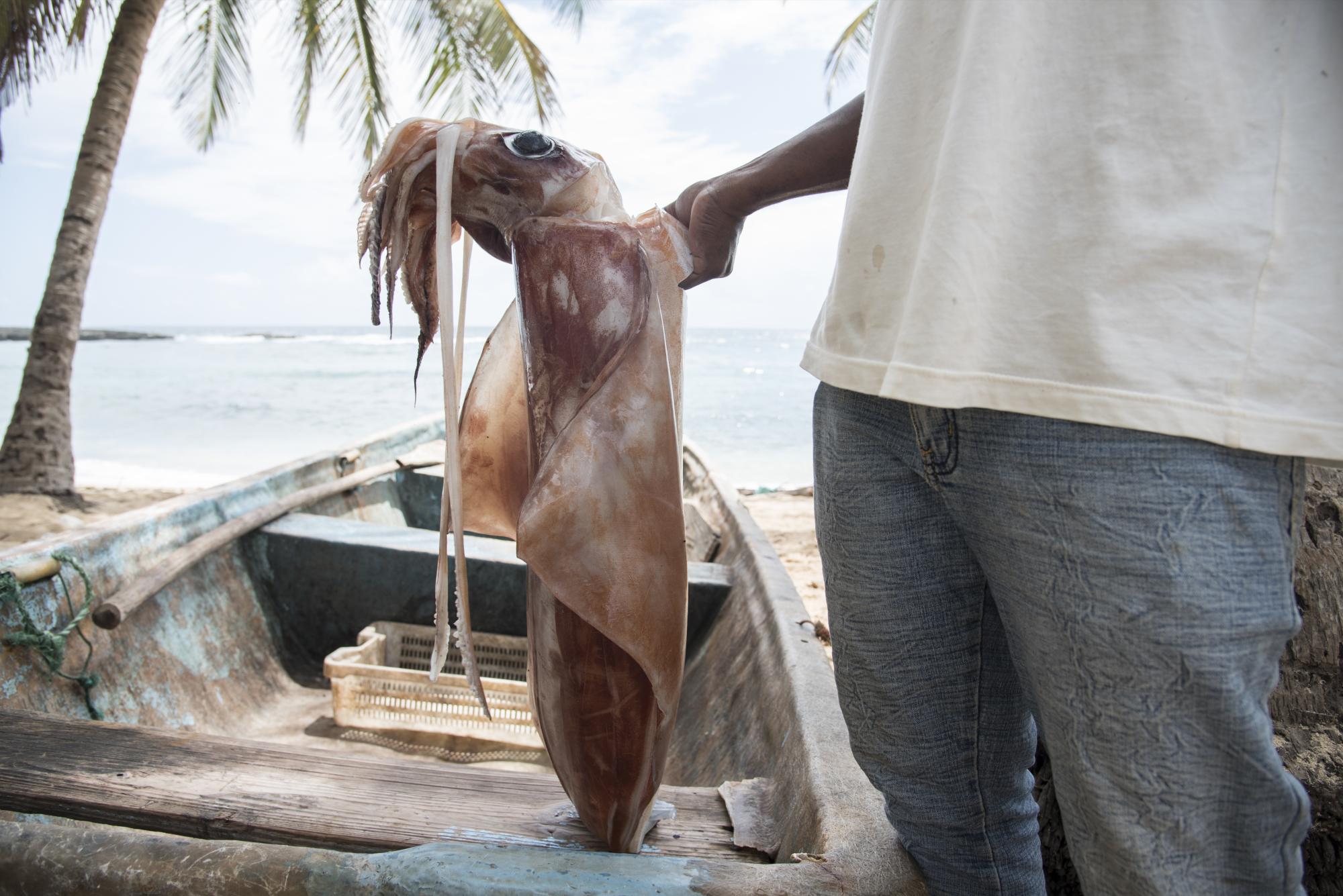 El calamar es sacado por Playa Francés en Samaná.