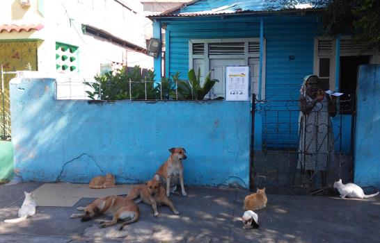 Mujeres de Villa Consuelo alimentan a 9 perros y 26 gatos