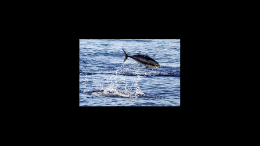 EEUU extiende al mundo reglamentos sobre captura de atún