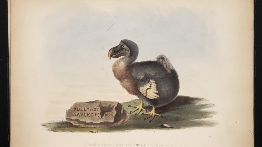 Paleontólogos elaboran el primer atlas tridimensional del extinto dodo