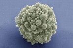 Crean en Estados Unidos una célula que expande la posibilidad de vida sintética Crean en Estados Unidos una célula que expande la posibilidad de vida sintética