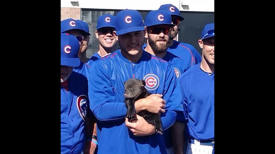 Cachorros reciben la visita de... cachorros en pretemporada 