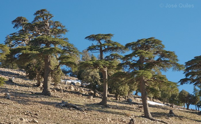 Cedros del Atlas (Marruecos)