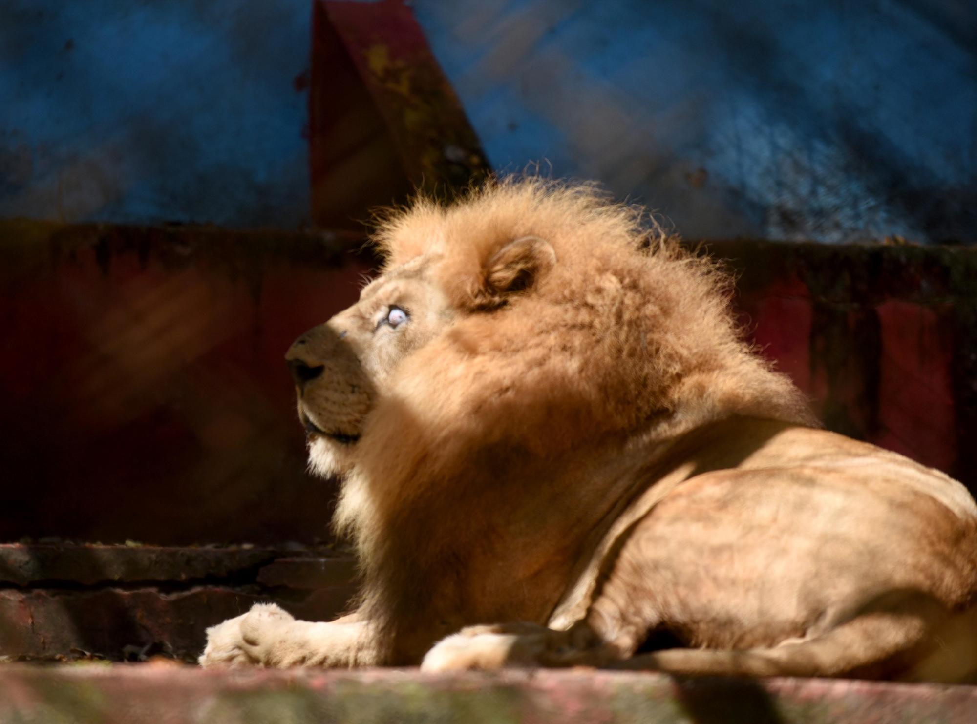 Uno de los dos leones que hay en el zoológico de Moca 