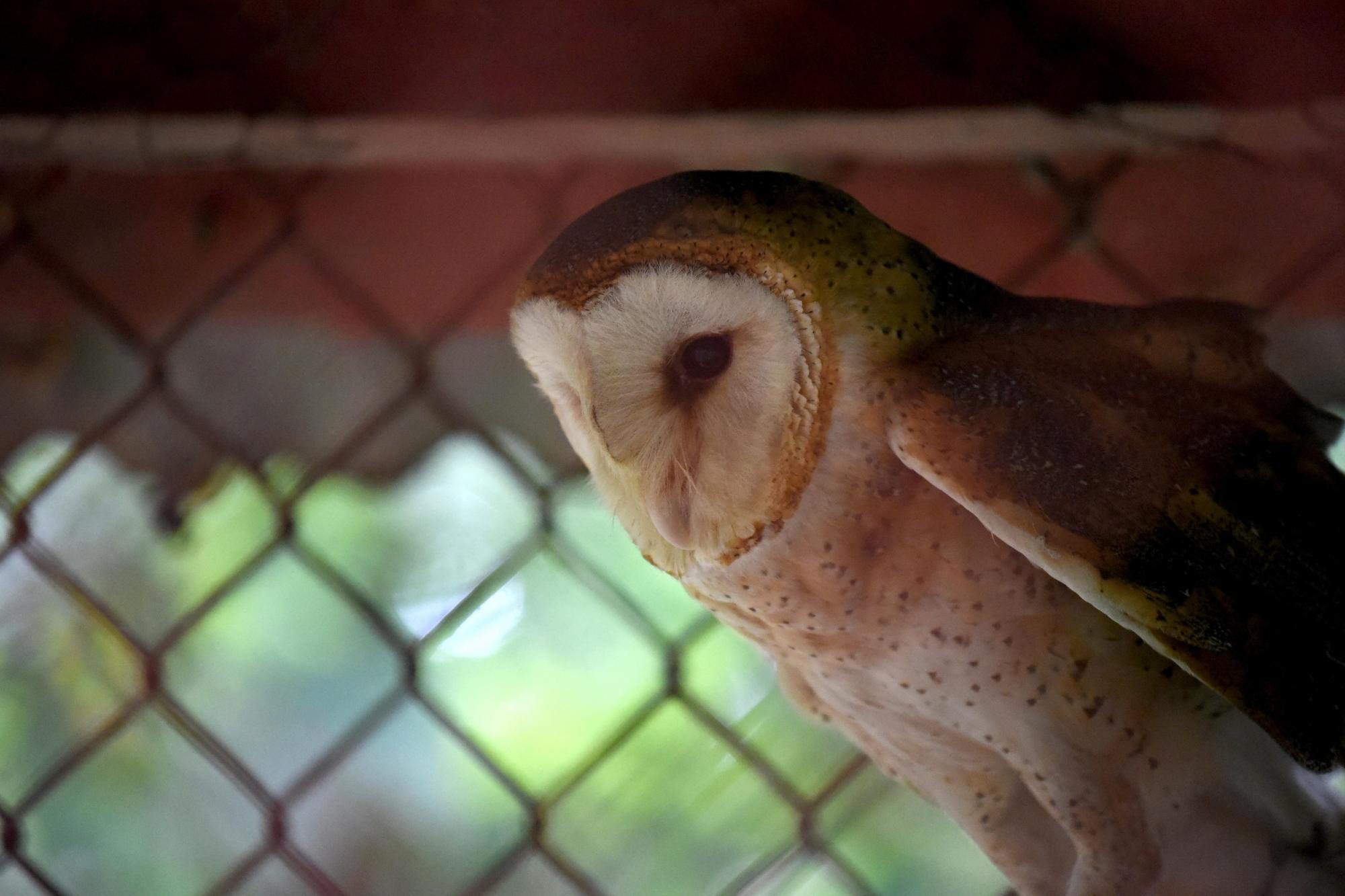 La lechuza que hay en el zoológico de Moca 