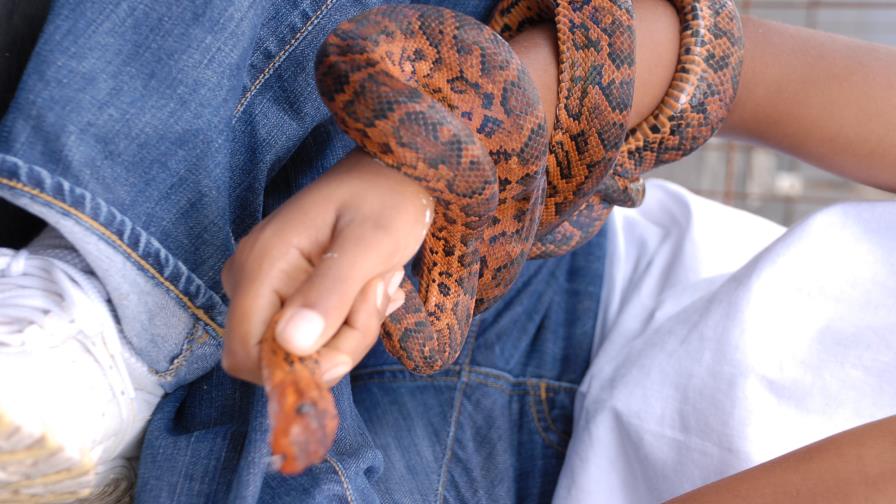 Envían dos serpientes venenosas a través del correo postal Envían dos serpientes venenosas a través del correo postal