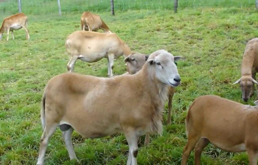 Productores aumentan la crianza de ovejos en el Cibao