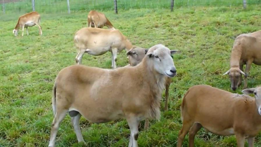 Productores aumentan la crianza de ovejos en el Cibao