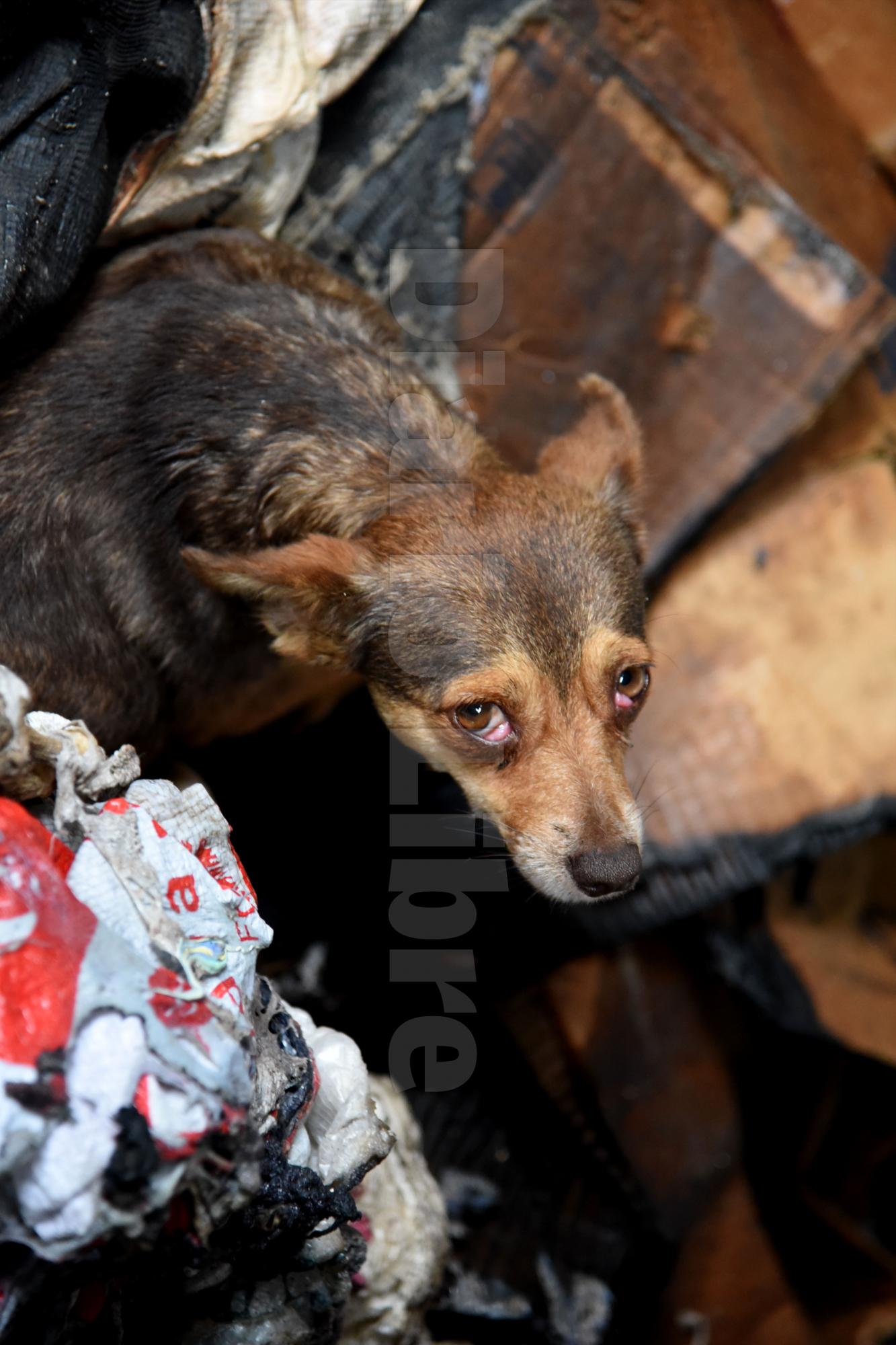 El perro de la familia sobrevivió al incendio.