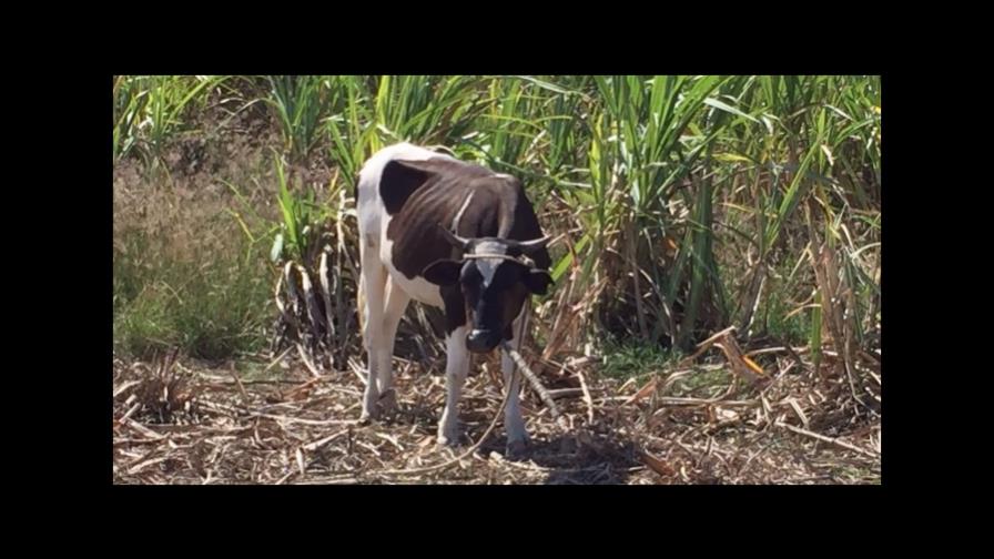 Muere agricultor de 70 años al ser arrastrado por una vaca en Elías Piña