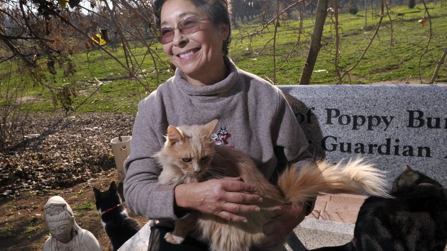 Lynea Lattanzio, la mujer de los mil gatos Lynea Lattanzio, la mujer de los mil gatos