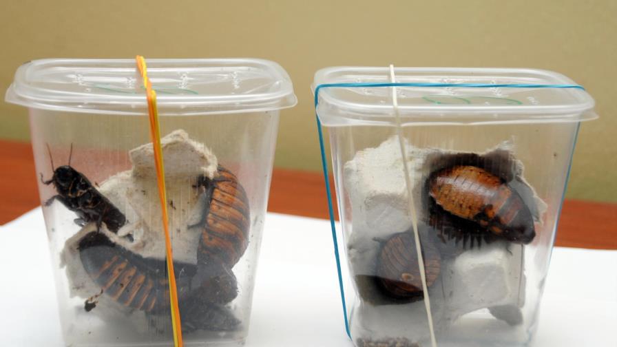 Incautan una docena de cucarachas gigantes en aeropuerto Punta Cana 