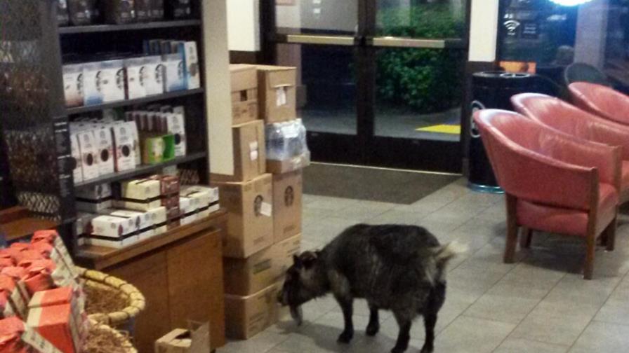 Milly, la cabra que se escapó y huyó hacia una popular cafetería