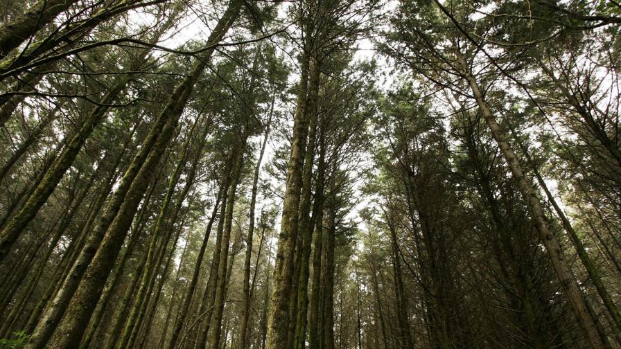 Mujer de 72 años sobrevive nueve días perdida en un bosque Mujer de 72 años sobrevive nueve días perdida en un bosque