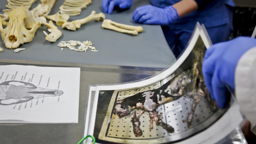 CSI veterinario para luchar contra el abuso animal