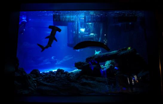  Noche romántica entre tiburones en el acuario de París