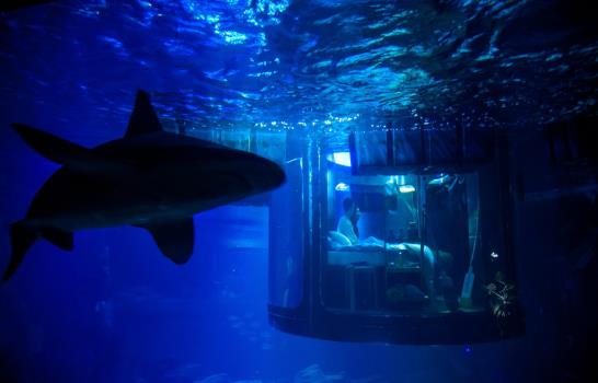  Noche romántica entre tiburones en el acuario de París