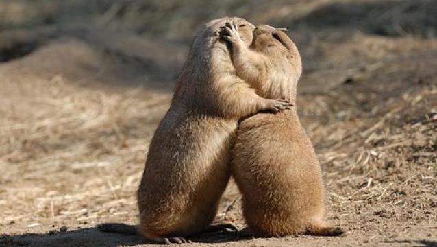 Algunos animales muestran la presencia de la práctica del beso