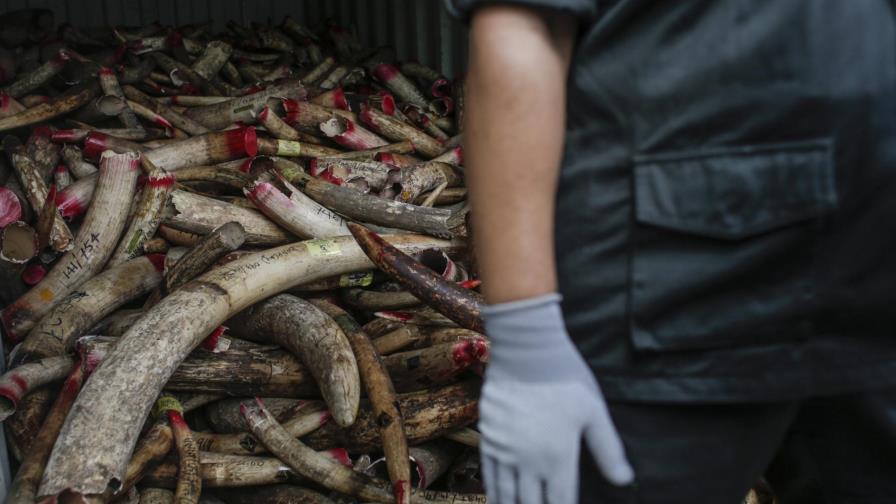 Malasia destruye casi 10 toneladas de marfil africano ilegal