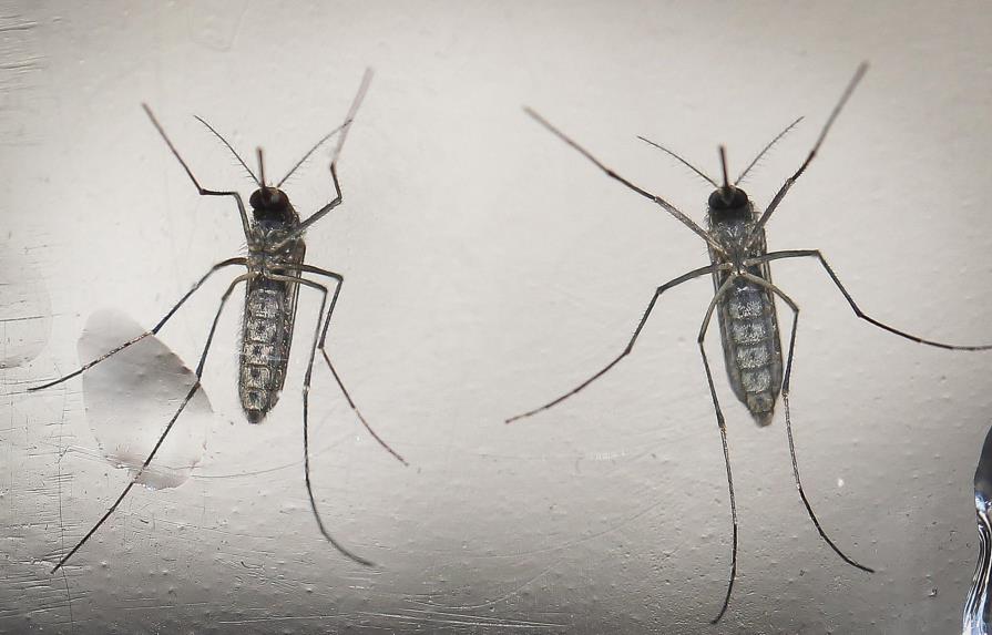 OMS: Se precisan más pruebas para confirmar vínculo entre zika y microcefalia