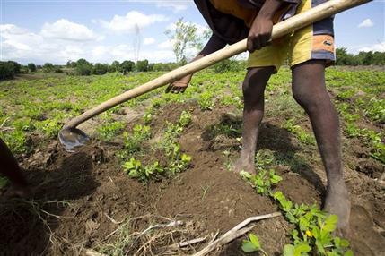 Donaciones de maní de EEUU causan desazón en Haití