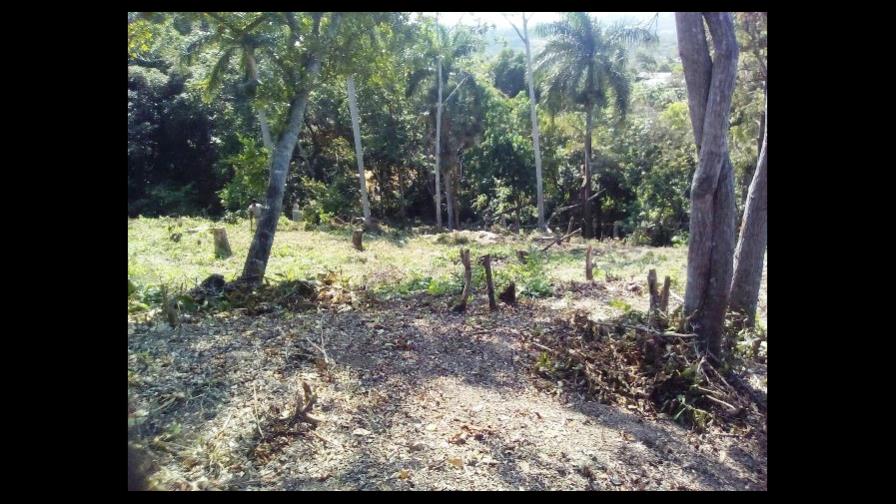 Ambientalistas dicen que invasores depredan loma de Puerto Plata 