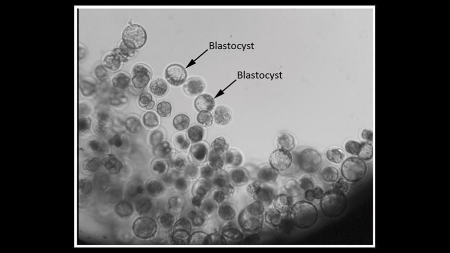 Una misión científica china consigue desarrollar embriones en el espacio
